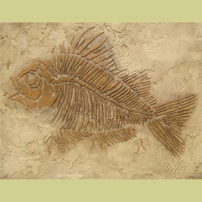 Prehistoric Large Fish Fossil Stencil