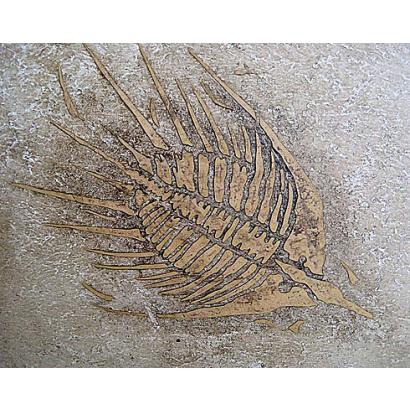 Trilobite Medium Fossil Stencil